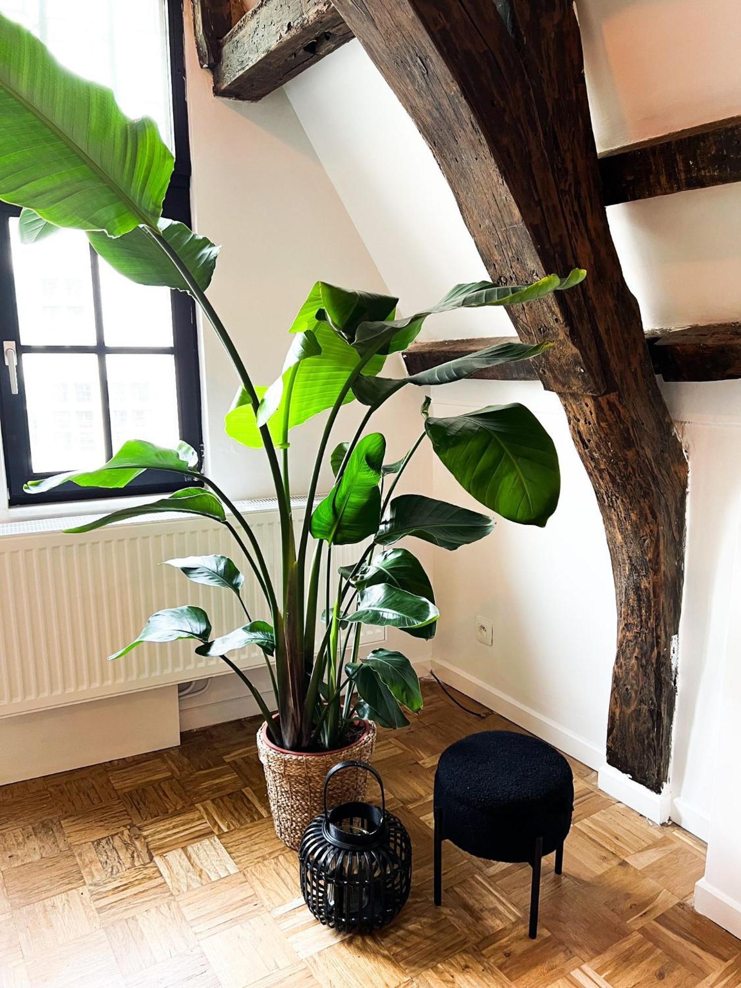 Appartement Nammos Home's
